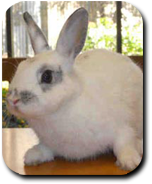 Image of bunny