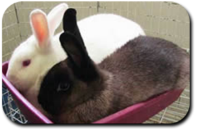 Two rabbits best buds