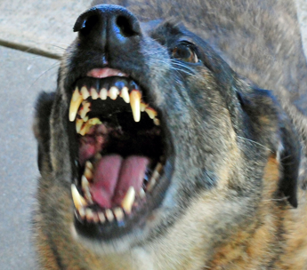dog bite